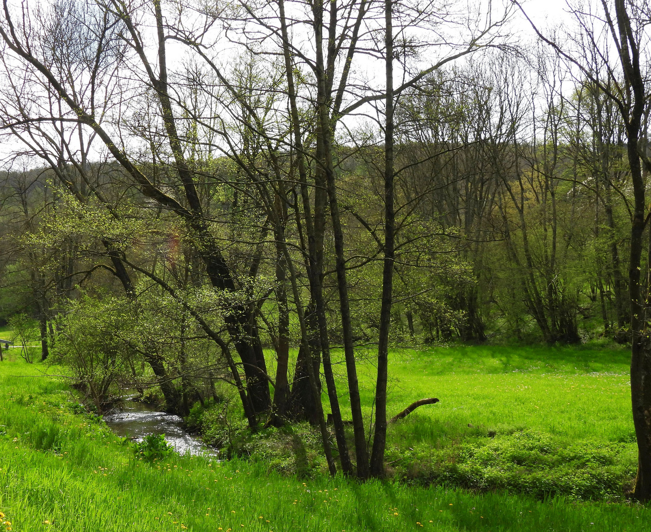 Frühling im Eschweiler Tal bei Bad Münstereifel