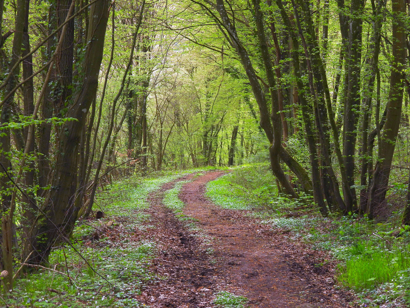 Frühling im Eschweiler Tal bei Bad Münstereifel