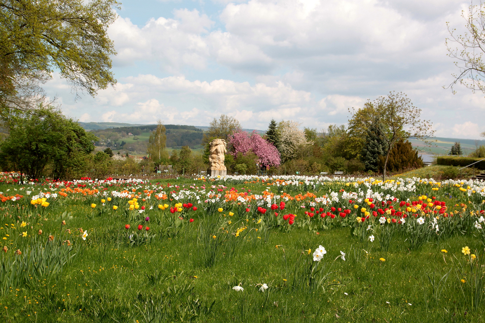 Frühling im Europa-Rosarium Sngerhausen