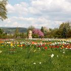 Frühling im Europa-Rosarium Sngerhausen