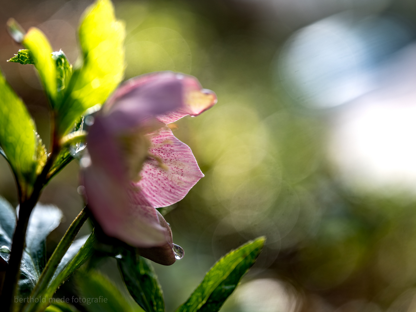 Frühling (im Februar)