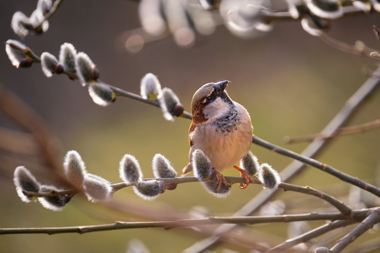 Frühling im Februar