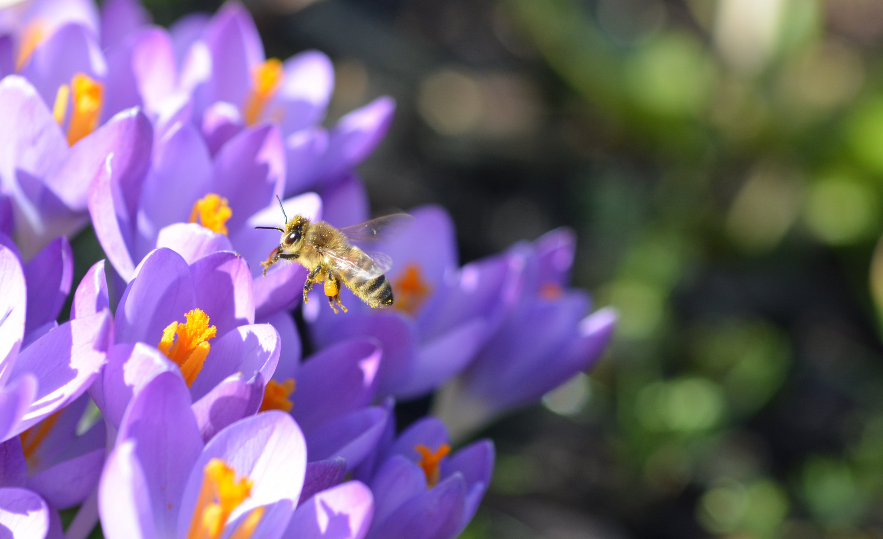 frühling im februar