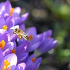 frühling im februar