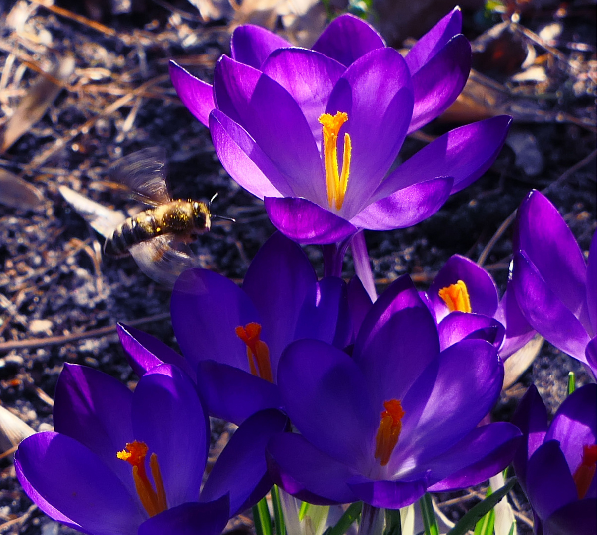 Frühling im Februar 2019