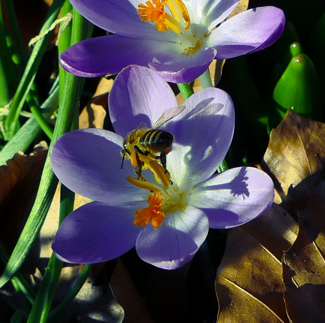 Frühling im Februar 2019