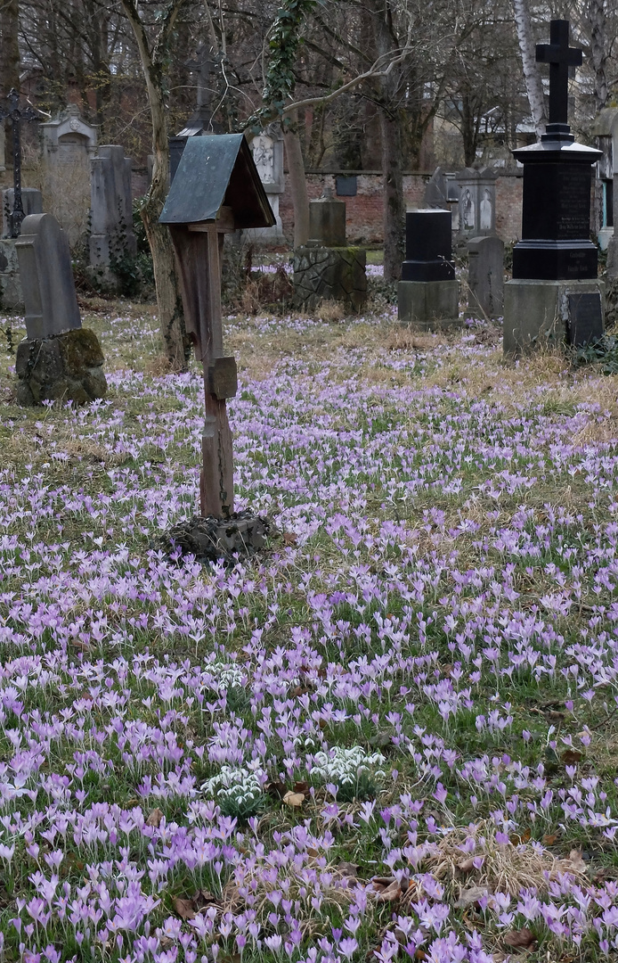 Frühling im Februar 2020