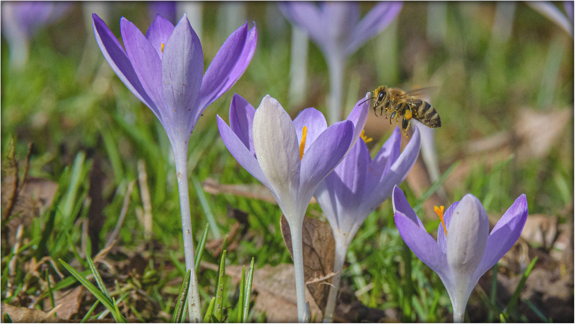 Frühling im Februar