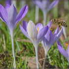 Frühling im Februar