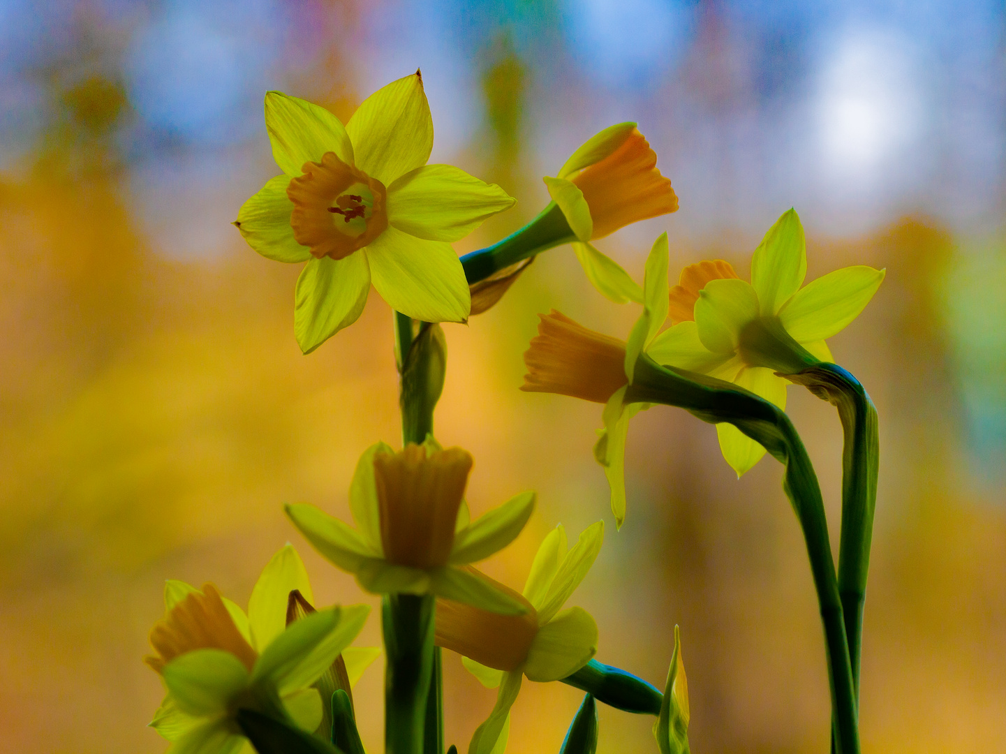 Frühling im Februar