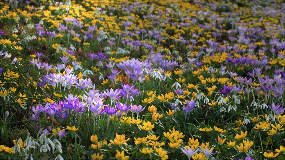 Frühling im Februar