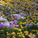 Frühling im Februar