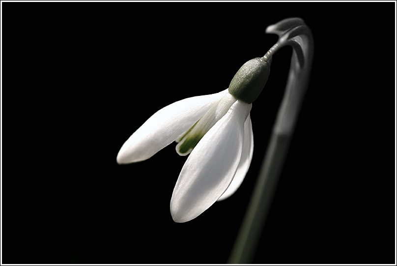 Frühling im Februar