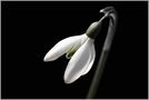 Frühling im Februar von The Spotter
