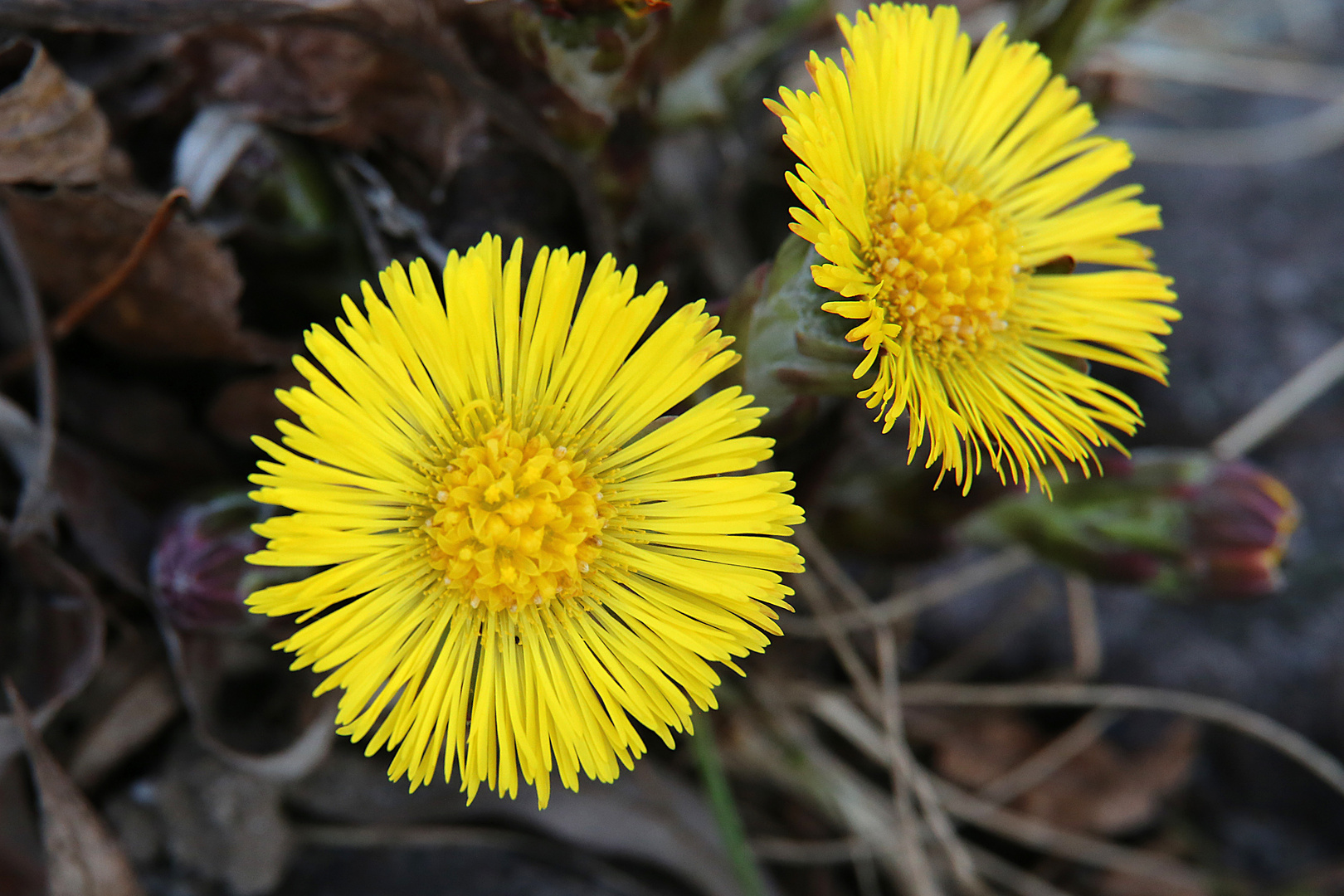 Frühling im Februar, Hufflattich am Rheinufer