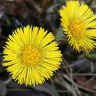 Frühling im Februar, Hufflattich am Rheinufer