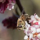 Frühling im Februar I