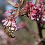 Frühling im Februar II