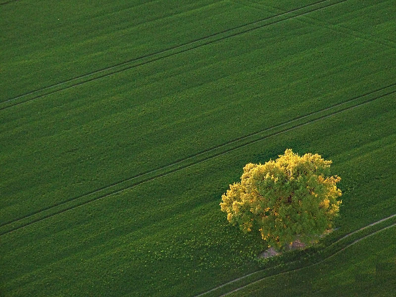 Frühling im Feld