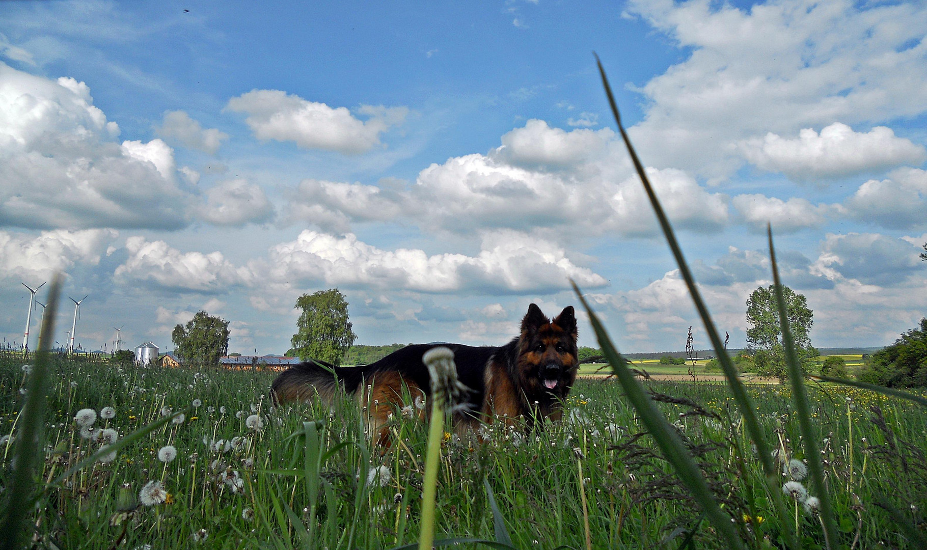 Frühling im Feld