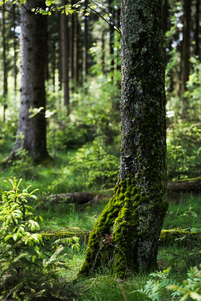 Frühling im Fichtenwald