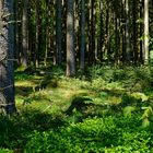 Frühling im Fichtenwald