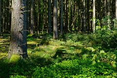 Frühling im Fichtenwald