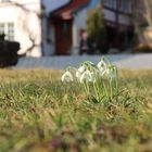 Frühling im Fokus