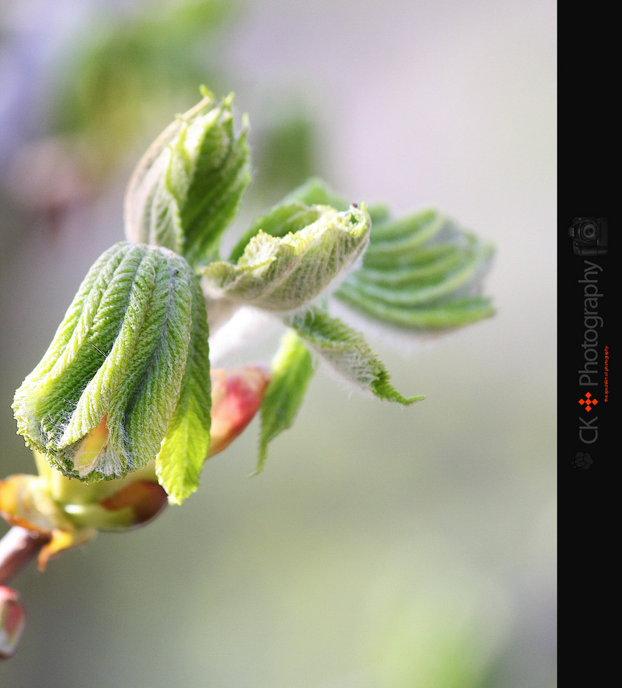 FRÜHLING IM FOKUS