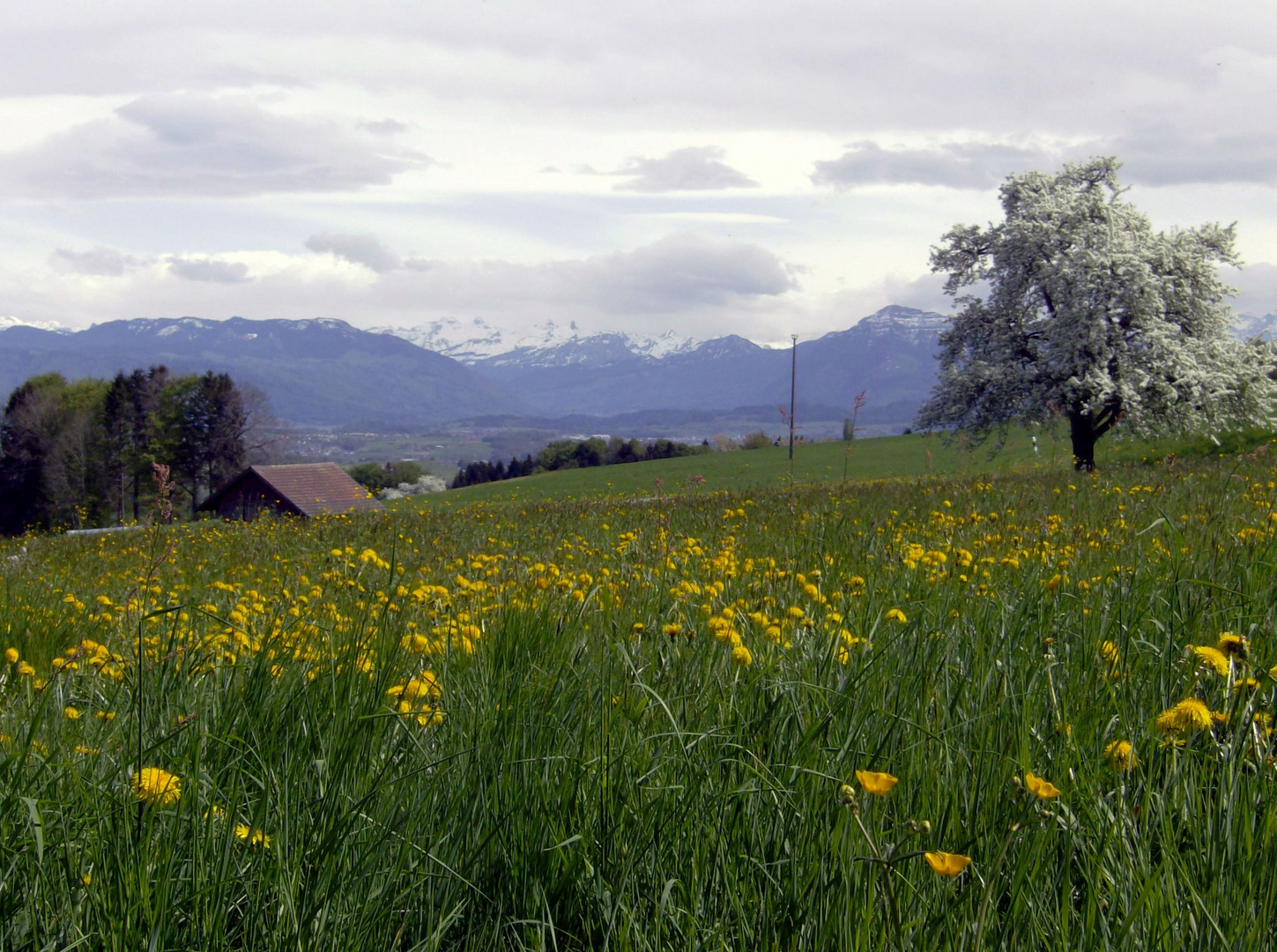 Frühling im Freiamt