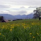 Frühling im Freiamt