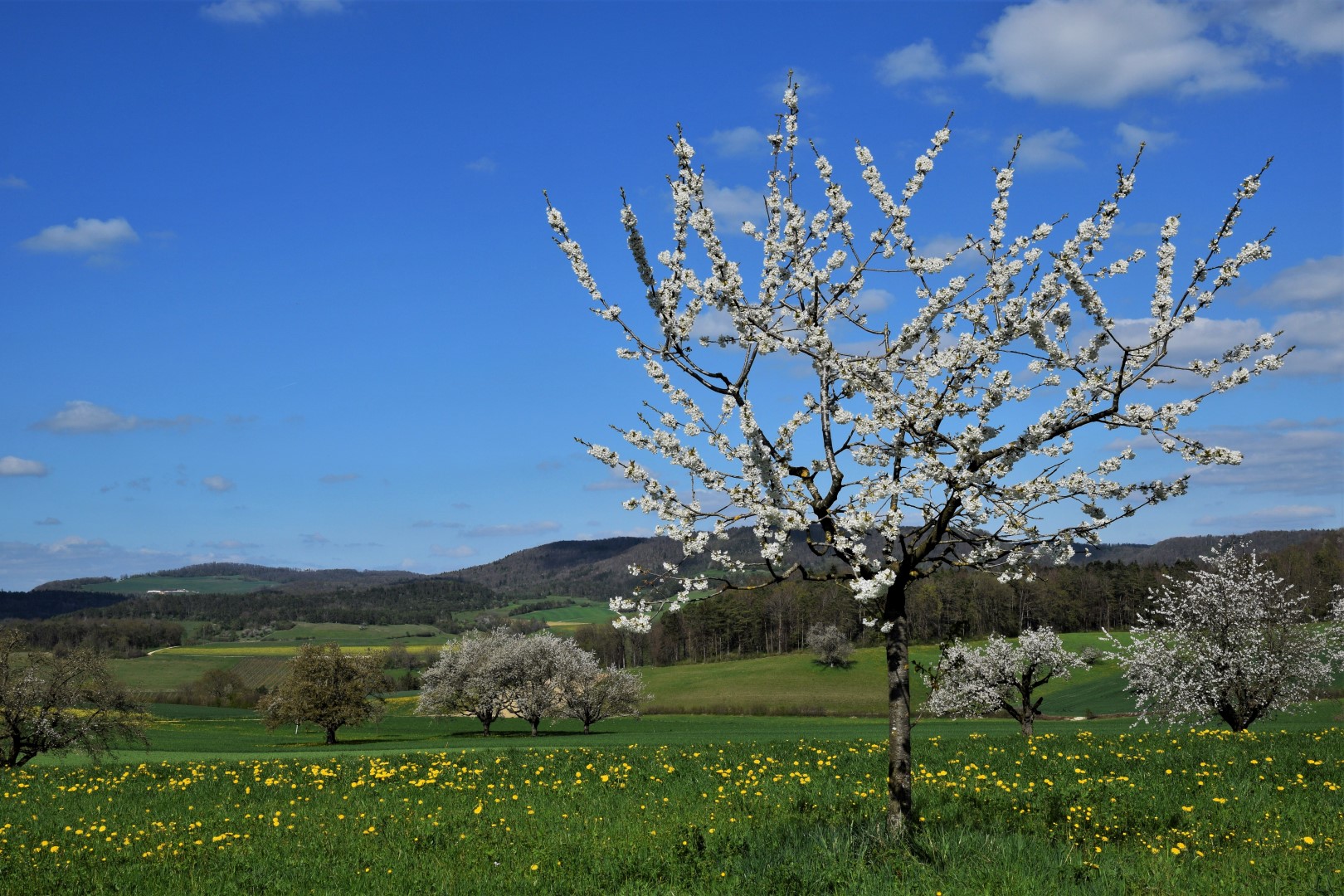 Frühling im Fricktal