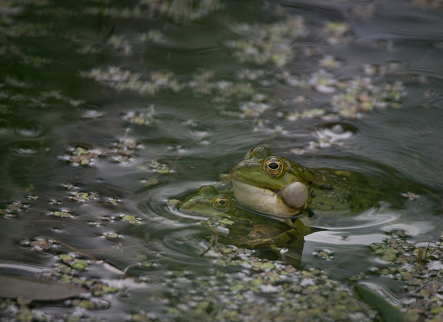 Frühling im Froschteich