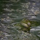 Frühling im Froschteich