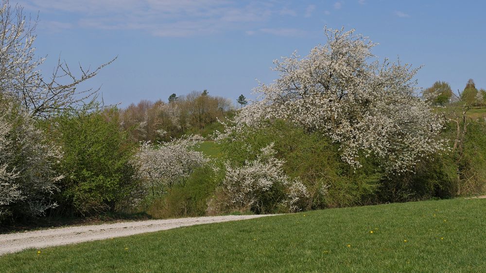 Frühling im Fuldaer-Land