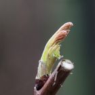 Frühling im Garten