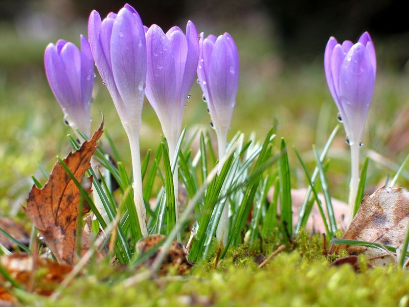 Frühling im Garten