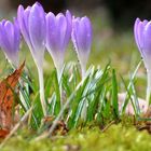 Frühling im Garten