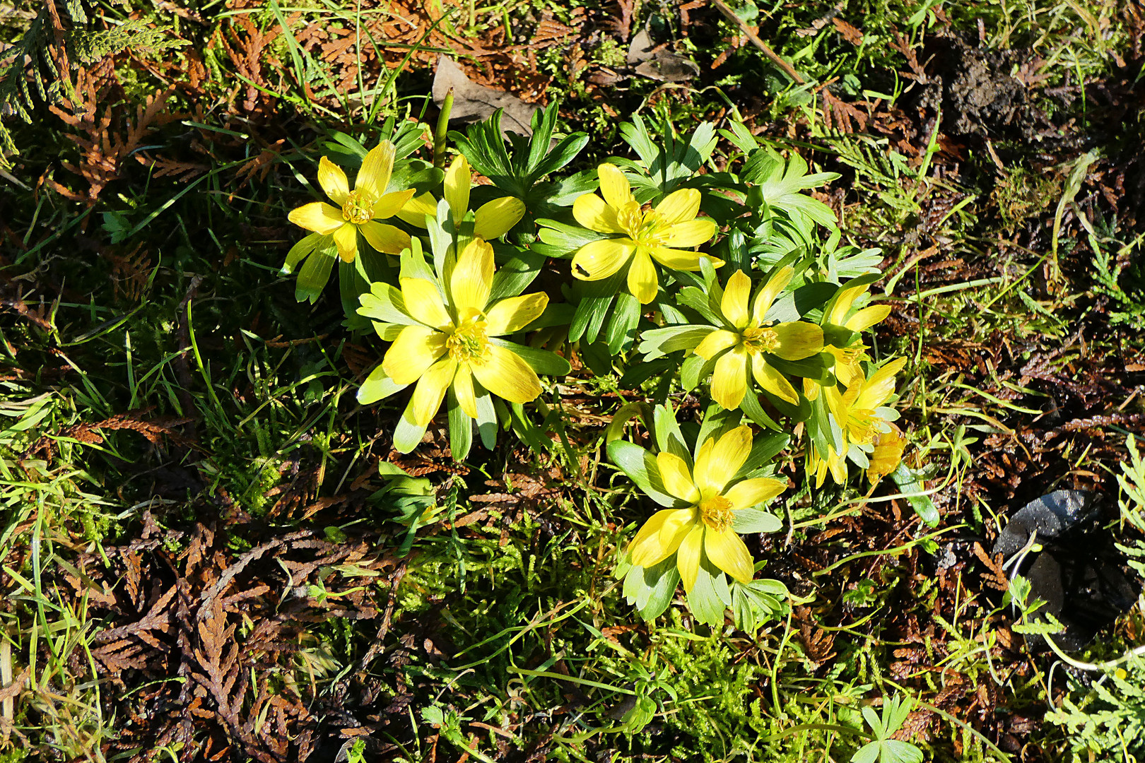 Frühling im Garten 1