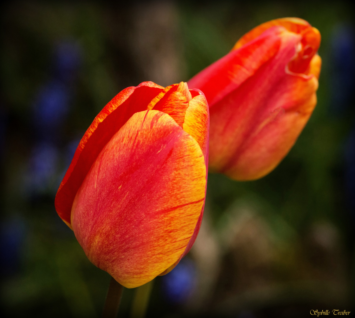 Frühling im Garten 1