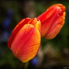 Frühling im Garten 1