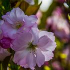 Frühling im Garten 1