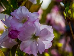 Frühling im Garten 1