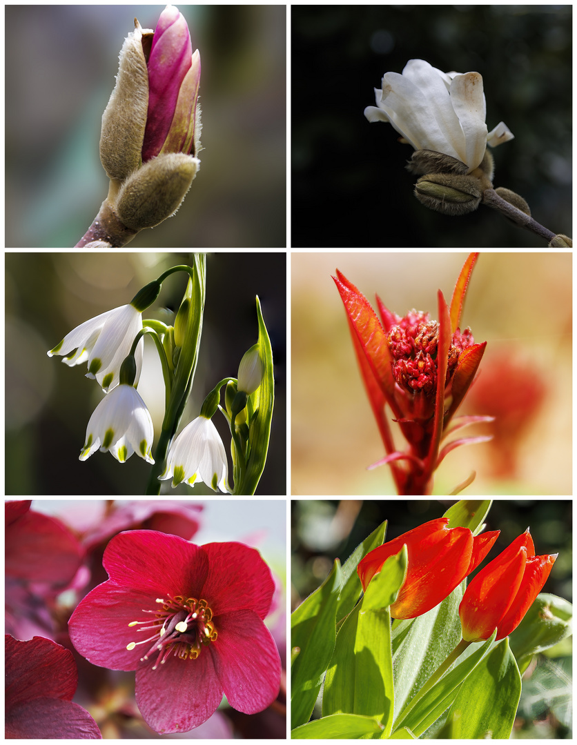 Frühling im Garten