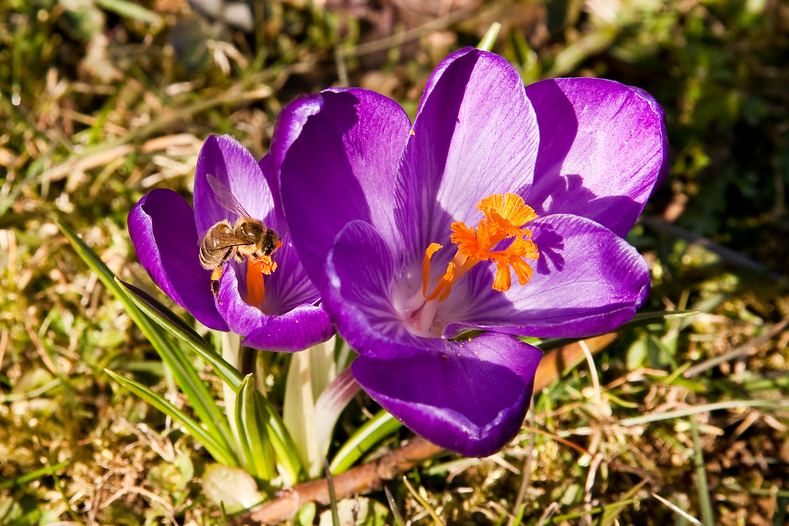 Frühling im Garten