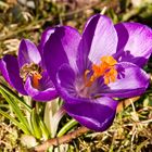 Frühling im Garten