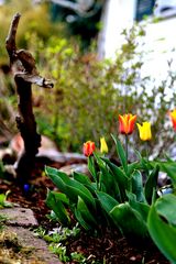 Frühling im Garten