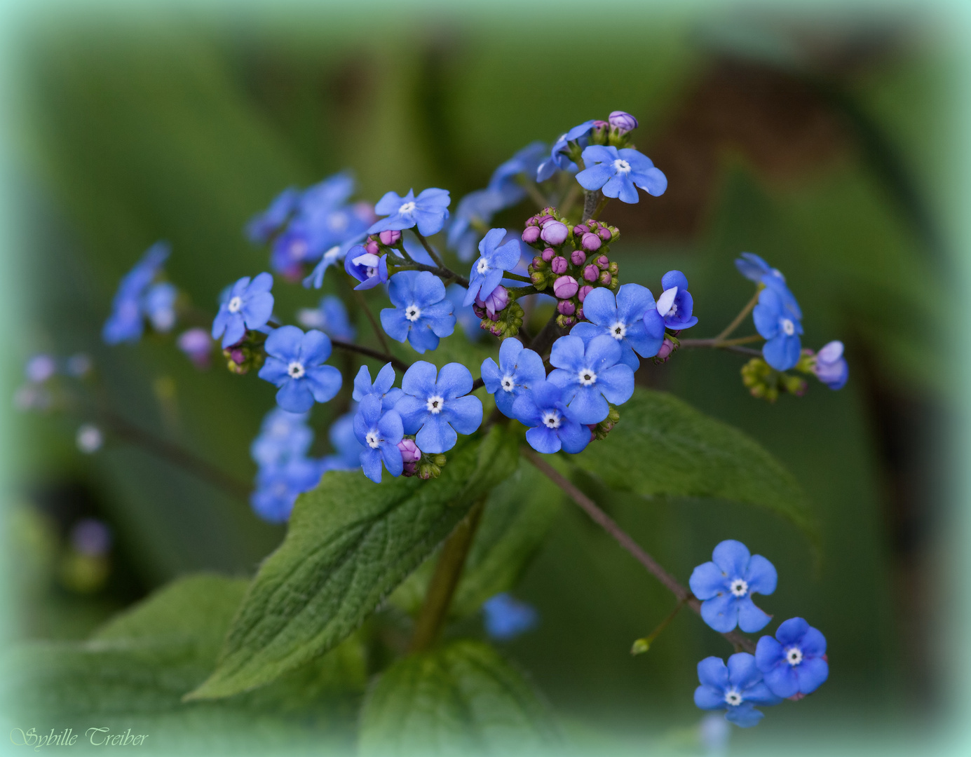 Frühling im Garten 2