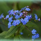 Frühling im Garten 2