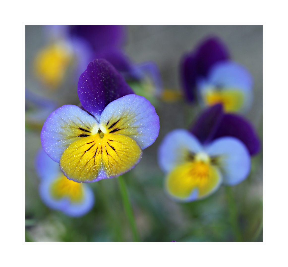 Frühling im Garten (2)